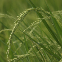 Supplying Real Food
